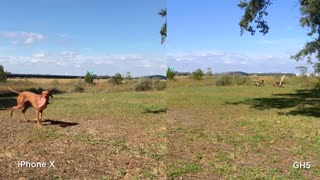 مقایسه فیلمبرداری آیفون X و دوربین حرفه ای پاناسونیک