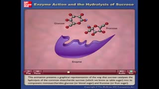 نحوه عملکرد آنریم. ترسیم ریز پرز روده و عملکرد آنزیم