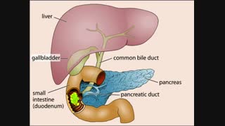 عملکرد صفرا. پانکراس.  آنزیم لیپاز. دستگاه گلژی