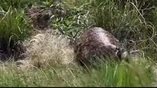 emu-part 1 - شتر مرغ استرالیایی