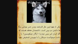 حس بویایی سگ و تشخیص سرطان :::///دانستنی...