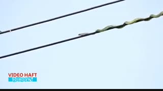 مار بلندپرواز دیده اید؟