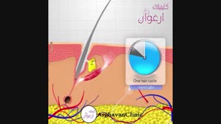 مراحل رشد مو