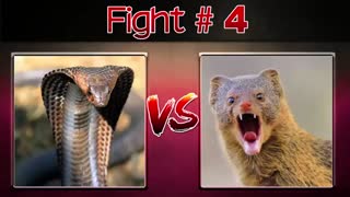 حیات وحش.ایران فیشینگ