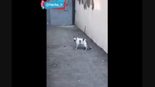 مجید ! کاشت ریش