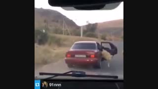 گوسفند دزدی