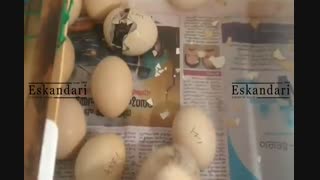لحظه فوق العاده خروج جوجه از تخم ( شگفت انگیز )