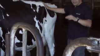 Rumen Scoring Dairy Cows