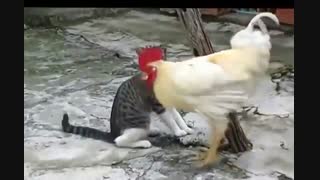 catandkhrus