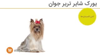 غذای سگ های نژاد یورکشایر تریر |غذای سگ