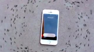 tasire mobileru murchaha