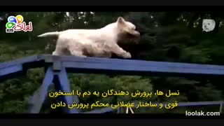 سگ تریر (وست هایلند تریر) را بیشتر بشناسیم