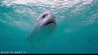 وقتی پرنده شکار ماهی می‌شود