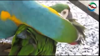 پارک حیات وحش لنکاوی | badsagroup