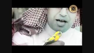 کلیپ  کودکانه زیبا و جذاب  العصفوره-نزار القطری به زبان عربی