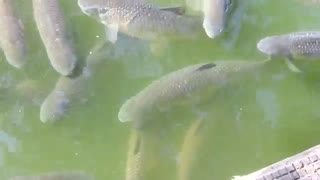 تحقیق علمی کپور