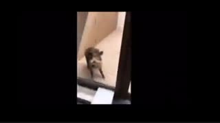 حمله گراز به مدرسه!
