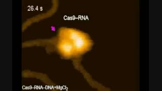 برش DNA  توسط آنزیم Cas9 در ویرایش ژنوم با روش CRISPR