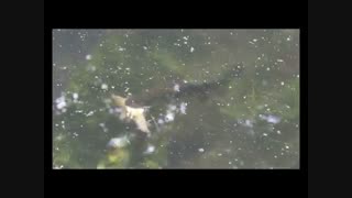 در جنگل شیر حیات وحش را می خورد ولی در دریا  ماهیهای دیگر را چه حیوانی می خورد را ببینید