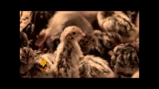 مراقبت لازم از جوجه ها بعد از خروج از دستگاه جوجه کشی