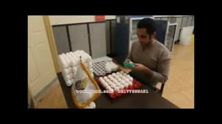 فرآیند جوجه کشی در دستگاه جوجه کشی بلدرچین دماوند