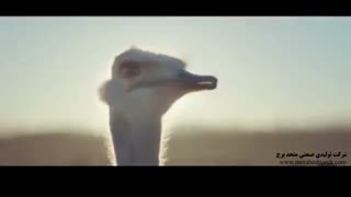 شتر مرغی که عینک واقعیت مجازی می زند و پرواز می کند.