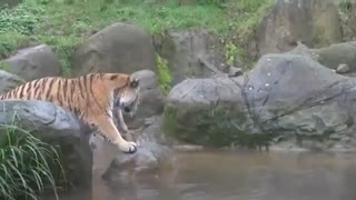 حیات وحش ببرهای سیبری