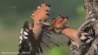 غذا دادن جالب هدهد به جوجه اش