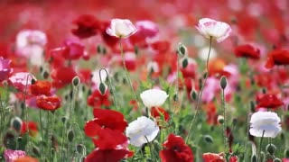 دریای خروش : شاعر حسن اسدی ،شبدیز با آوای زهرا عالمی