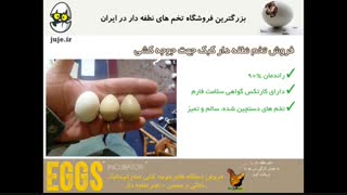لذت جوجه کشی موفق با تخم نطفه دار کبک مطمئن و سالم