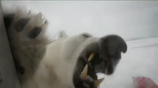 خرس قطبی و تصویربردار بدشانس بی بی سی