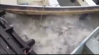 خطرناکترین ماهی دنیا !