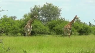 فیلم مستند  حیات وحش زرافه ها