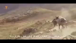 درددل های یک کوله بر