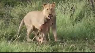 مهر مادری در حیات وحش هم حکمفرماست