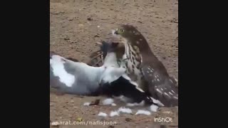 شاهین و زنده زنده خوردن پرنده