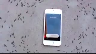 react of ants during the phone ringing