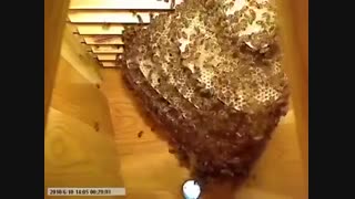 زندگی  زنبور عسل