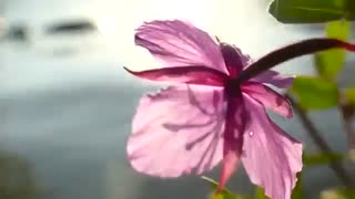 ای اوچان قوشلار | جدید _ آذرمعین