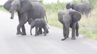 عبور فیلها از  جاده با بچه فیل