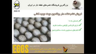 فروش تخم نطفه دار بوقلمون، ارزان، باکیفیت وتازه