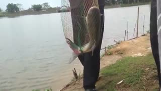 اموزش تخصصی ماهیگیری کپور و زنده نگه داشتن ماهی در هوای گرم