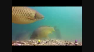 کپور ماهیان