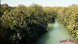 جنگل های زیبای حرا در قشم
