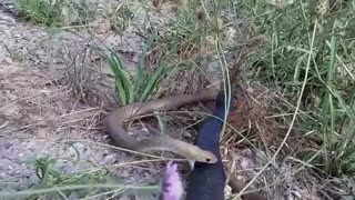 مار پیروز مار شکست خورده را خورد