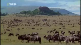 فیلم مستند حیات وحش افریقا و جنگ شیرهای افریقایی   با کیفیت hd