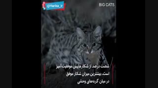 گربه وحشی مرگبار