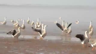 پرورش غازها و پرواز بسیار زیبای غازها