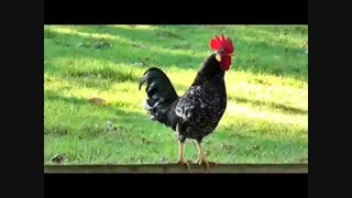 زیبا ترین خروسهای جهان