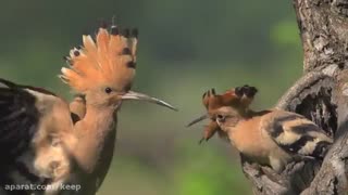 غذا دادن دیدنی پرنده به بچه هاش